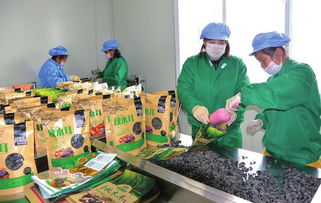 白山 創新創業風鵬正舉，食品互聯網銷售譜寫新篇章